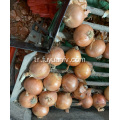 Endonezya pazarı için sarı soğan